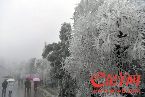 1 月6 日，持续低温阴雨天气使江西省南昌市湾里区梅岭山区气温降至0℃以下，海拔800余米的梅岭主峰出现大面积雾凇挂树景观。 新华社发