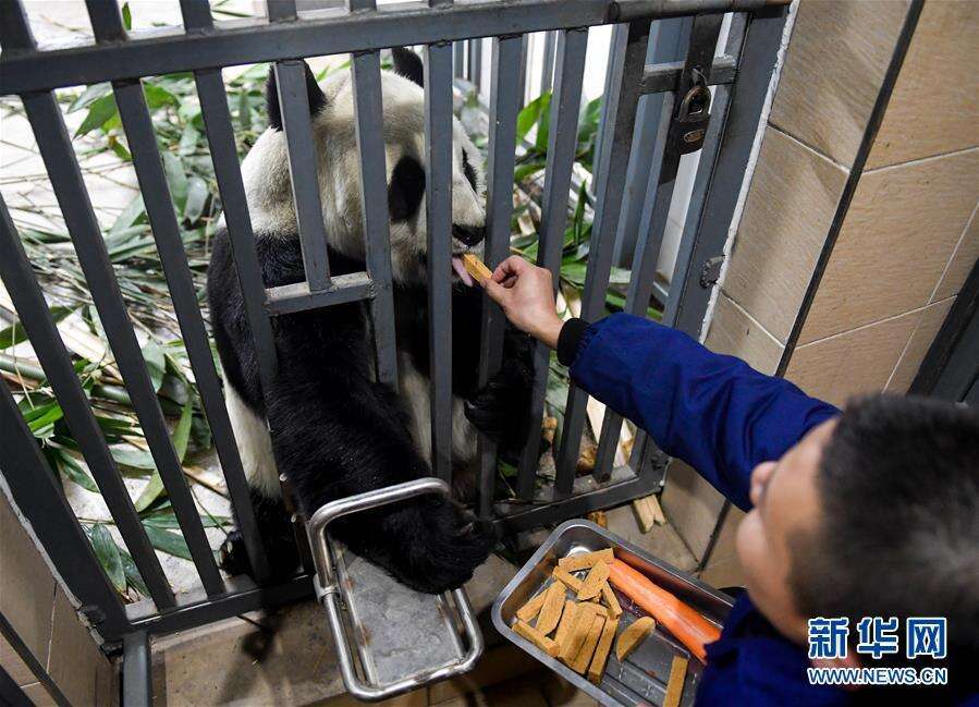 零下15摄氏度 大熊猫这样过冬！