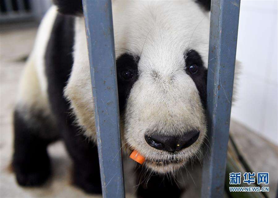 零下15摄氏度 大熊猫这样过冬！