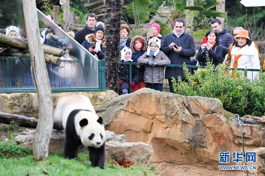 熊猫宝宝“圆梦”与法国公众见面
