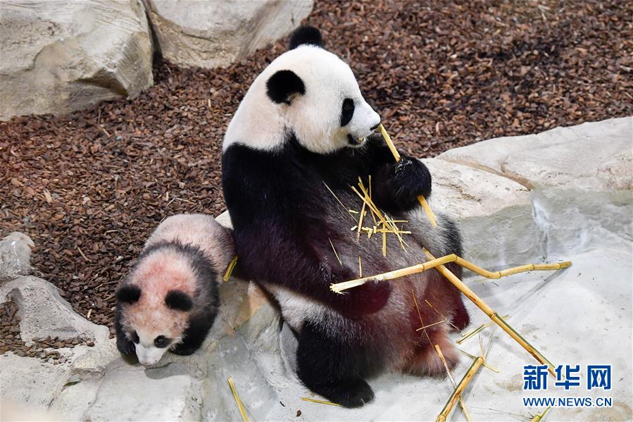 熊猫宝宝“圆梦”与法国公众见面