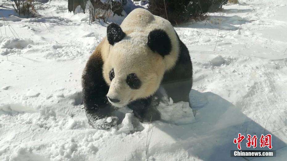 大熊猫雪地撒欢 网友：这不就是第一次见到雪的我！