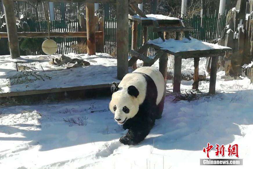 大熊猫雪地撒欢 网友：这不就是第一次见到雪的我！