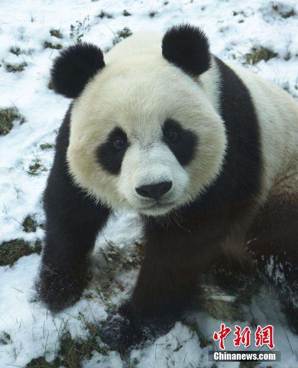 大熊猫雪地撒欢 网友：这不就是第一次见到雪的我！
