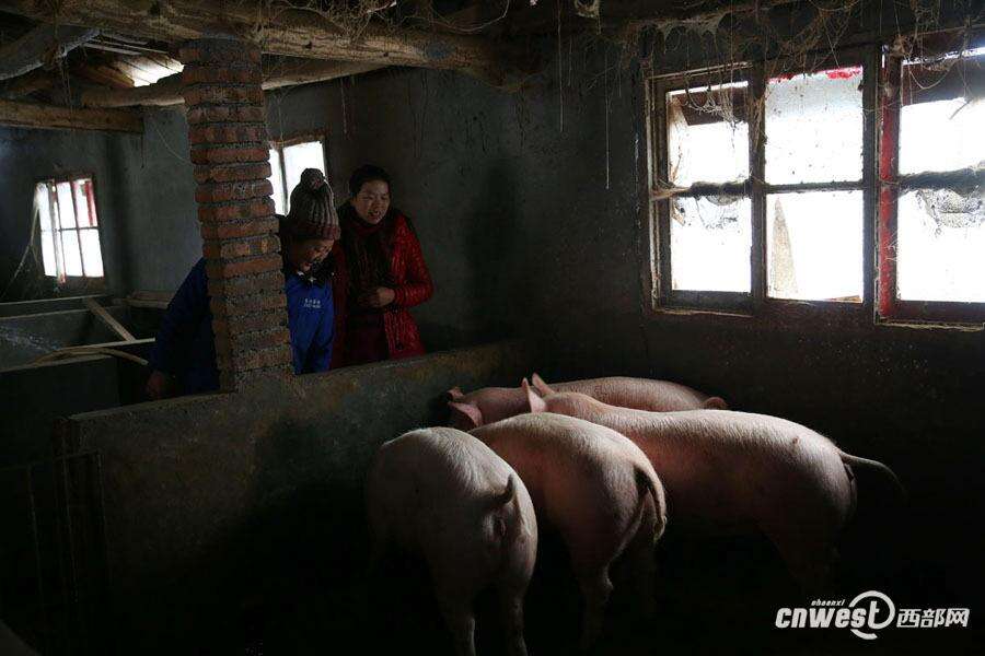 陕南“腊肉女王”一冬收500头农家猪做10万斤腊肉