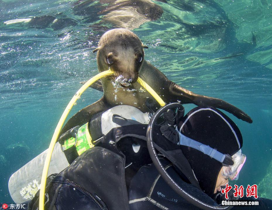 摄影师潜水遭顽皮小海豹捣乱扯咬氧气管