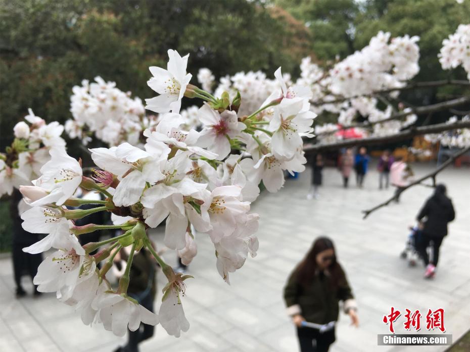 武汉大学赏樱预约限流首日 游客“刷脸”有序入校