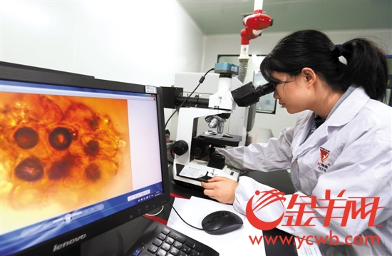 红珊瑚药业的研发人员正使用高倍率显微镜观察样本