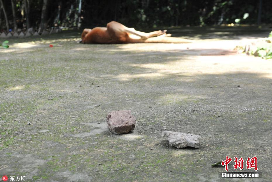 福州动物园游客扔石块砸袋鼠 致一死一伤