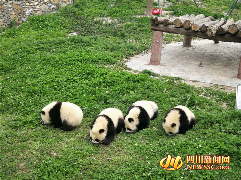 可爱！熊猫宝宝集体喝奶萌翻众人 盆底都舔干净了