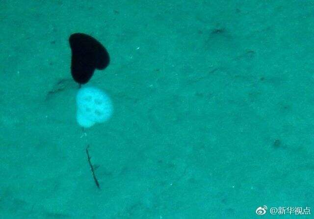 海底驰骋十余小时 “潜龙三号”拍到了啥