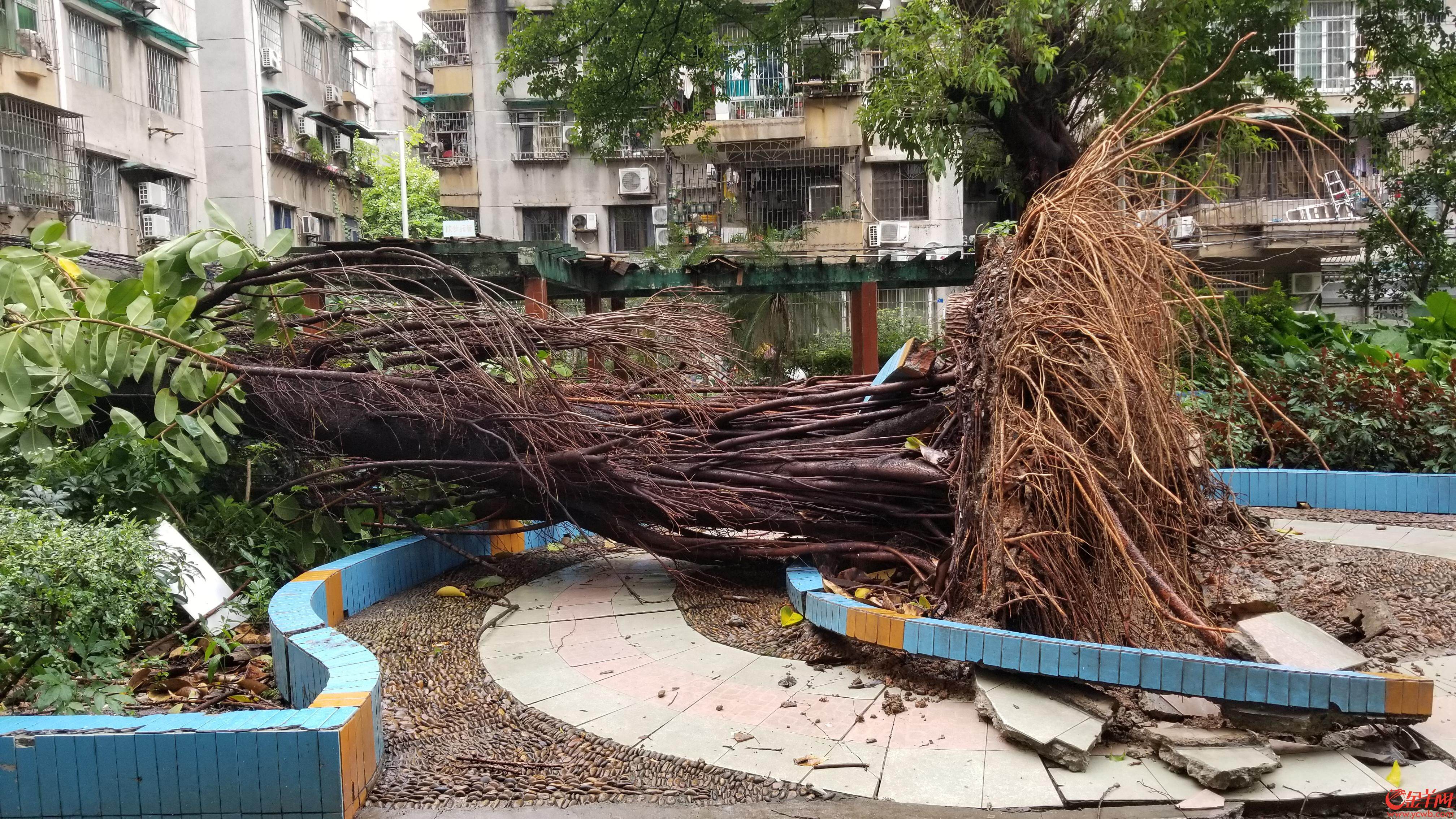 台风山竹过后的广州