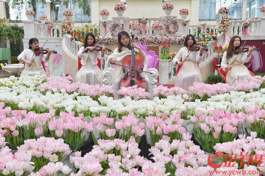 2018年12月23日至2019年3月30日,首届中国郁金香花博秀在百万葵园展出。此次展出的冷冬逆季开花的郁金香花展,可以说是全球最早开花的花展。 金羊网记者 汤铭明 摄