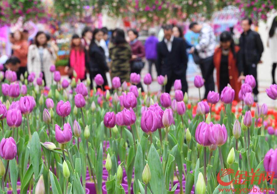 2018年12月23日至2019年3月30日,首届中国郁金香花博秀在百万葵园展出。此次展出的冷冬逆季开花的郁金香花展,可以说是全球最早开花的花展。 金羊网记者 汤铭明 摄