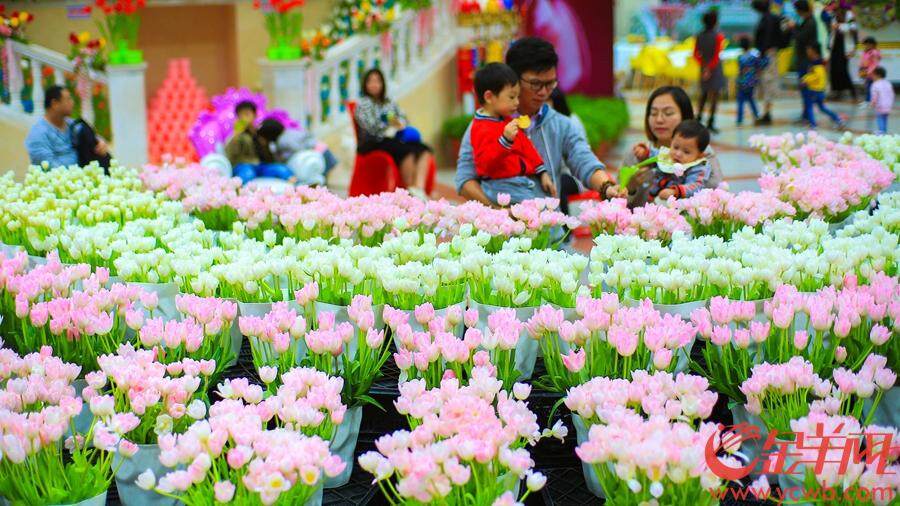 2018年12月23日至2019年3月30日,首届中国郁金香花博秀在百万葵园展出。此次展出的冷冬逆季开花的郁金香花展,可以说是全球最早开花的花展。 金羊网记者 汤铭明 摄