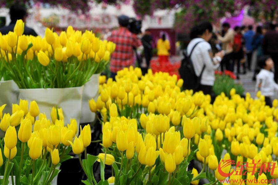 2018年12月23日至2019年3月30日,首届中国郁金香花博秀在百万葵园展出。此次展出的冷冬逆季开花的郁金香花展,可以说是全球最早开花的花展。 金羊网记者 汤铭明 摄
