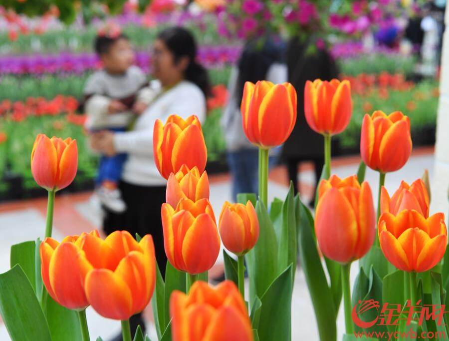 2018年12月23日至2019年3月30日,首届中国郁金香花博秀在百万葵园展出。此次展出的冷冬逆季开花的郁金香花展,可以说是全球最早开花的花展。 金羊网记者 汤铭明 摄