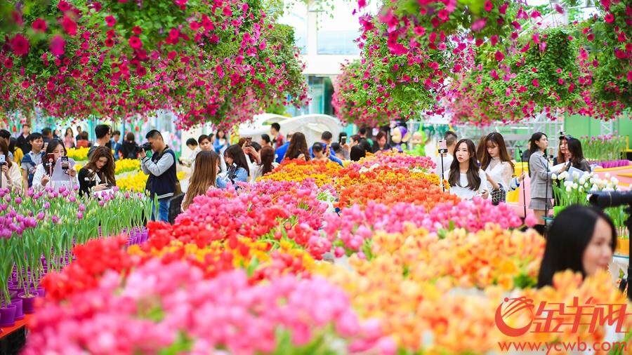 2018年12月23日至2019年3月30日,首届中国郁金香花博秀在百万葵园展出。此次展出的冷冬逆季开花的郁金香花展,可以说是全球最早开花的花展。 金羊网记者 汤铭明 摄