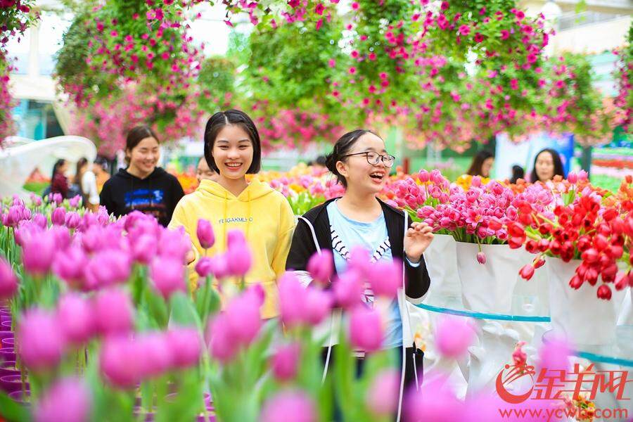 2018年12月23日至2019年3月30日,首届中国郁金香花博秀在百万葵园展出。此次展出的冷冬逆季开花的郁金香花展,可以说是全球最早开花的花展。 金羊网记者 汤铭明 摄