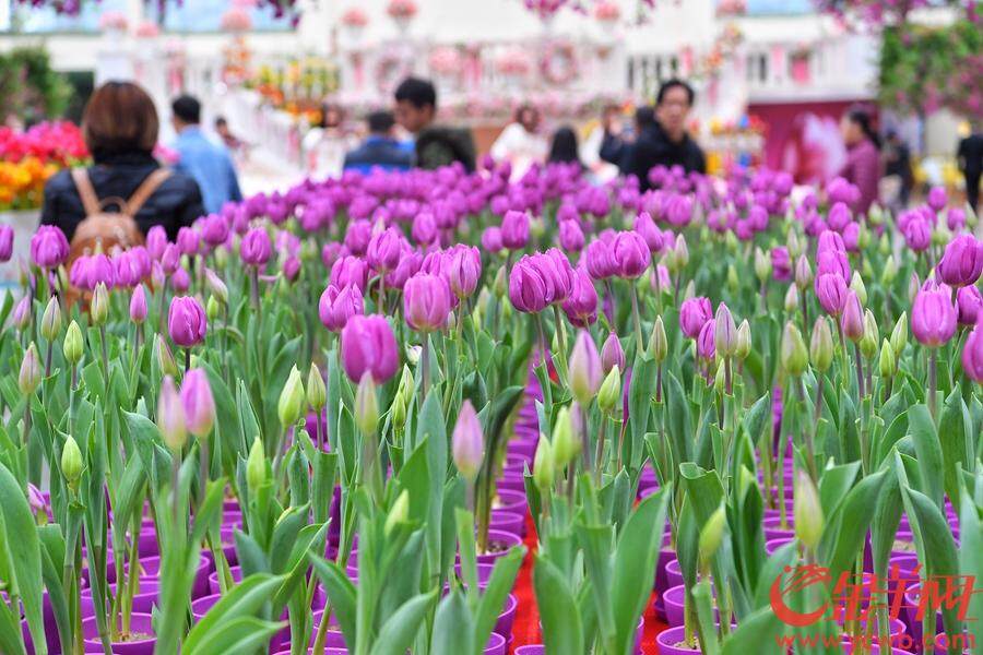 2018年12月23日至2019年3月30日,首届中国郁金香花博秀在百万葵园展出。此次展出的冷冬逆季开花的郁金香花展,可以说是全球最早开花的花展。 金羊网记者 汤铭明 摄