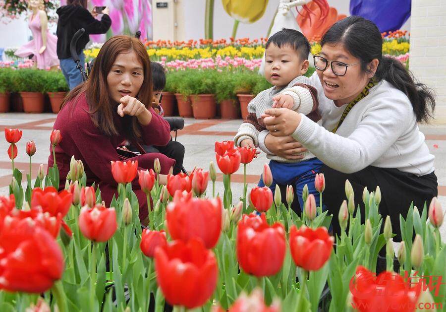 2018年12月23日至2019年3月30日,首届中国郁金香花博秀在百万葵园展出。此次展出的冷冬逆季开花的郁金香花展,可以说是全球最早开花的花展。 金羊网记者 汤铭明 摄