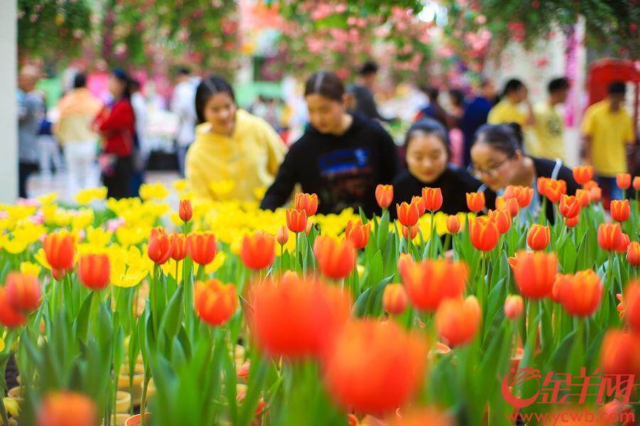 2018年12月23日至2019年3月30日,首届中国郁金香花博秀在百万葵园展出。此次展出的冷冬逆季开花的郁金香花展,可以说是全球最早开花的花展。 金羊网记者 汤铭明 摄