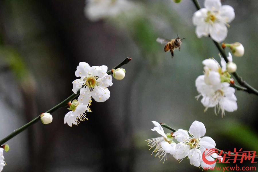 "其时,马路两边广植梅花,每逢隆冬寒天,梅花吐艳,香味飘溢……"梅花村