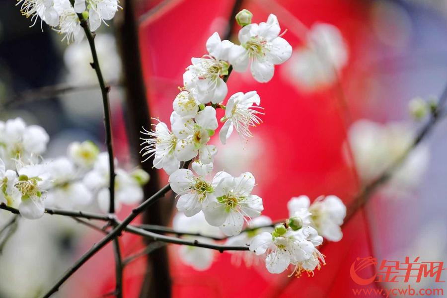 来广州梅花村赏梅花啦!