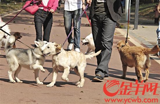 东莞拟规定若犬只伤人不送诊最高或罚款5000元