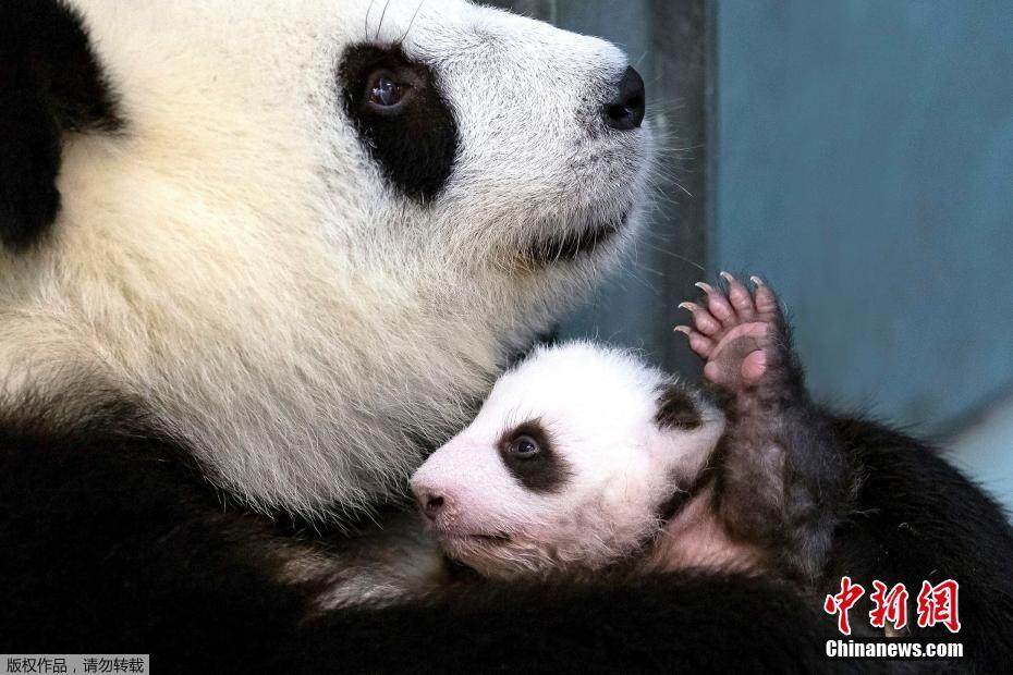 柏林大熊猫宝宝又曝萌照啦小小一只缩在妈妈怀里可爱满分