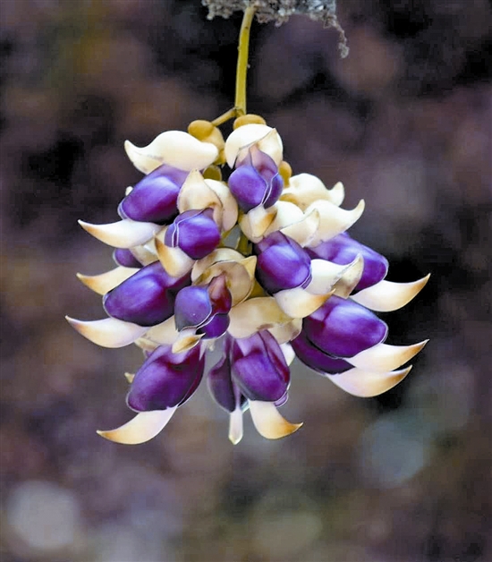 漂亮的禾雀花 黄建隽摄