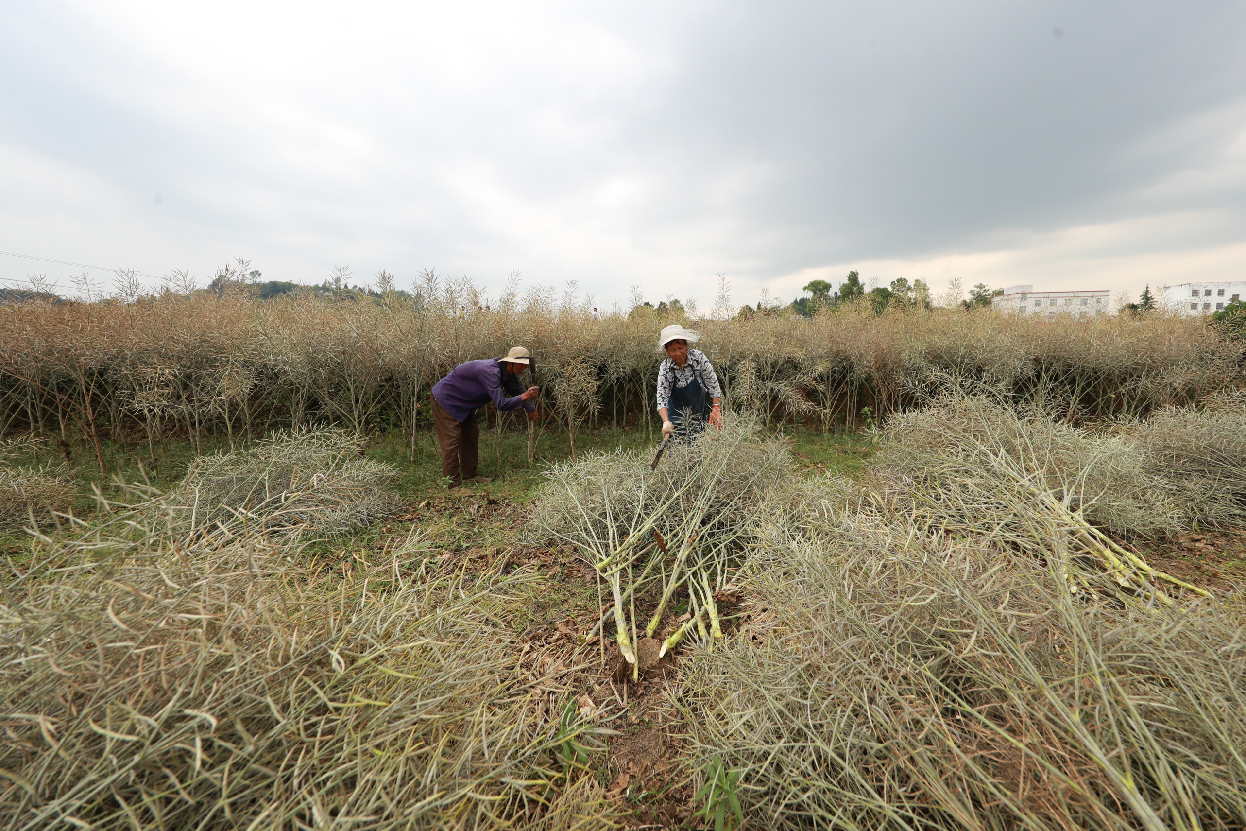贵州黔西:油菜籽进入丰收季