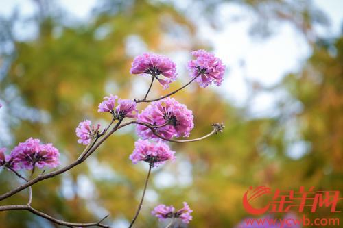 【图集】羊城天气晴好 紫花风铃木盛开