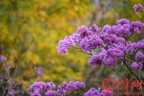 【图集】羊城天气晴好 紫花风铃木盛开