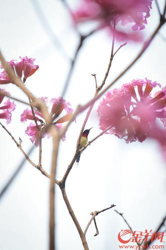 【图集】羊城天气晴好 紫花风铃木盛开