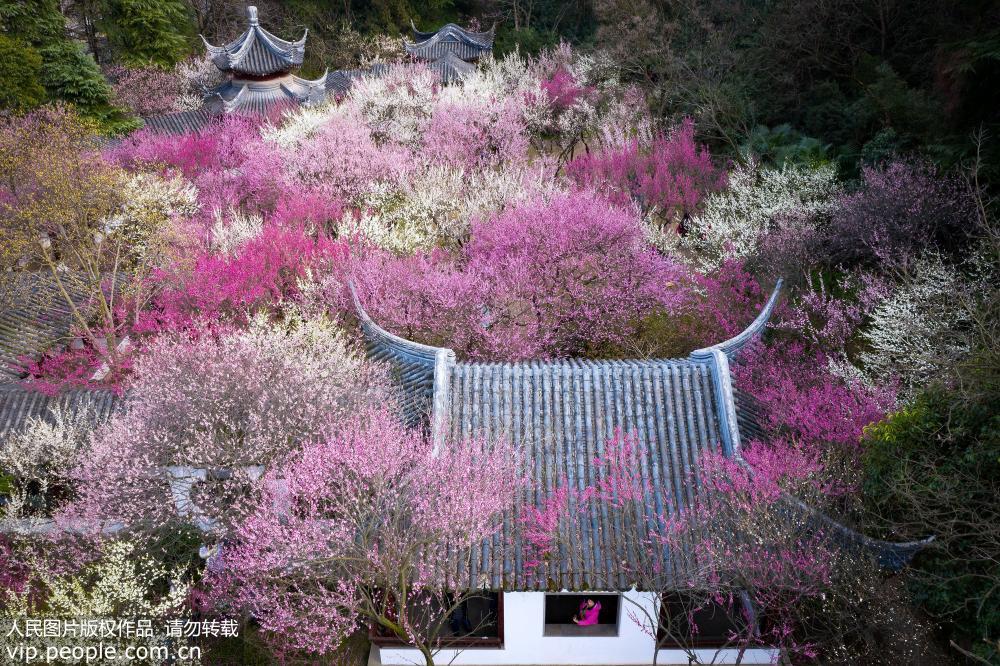 南京:雨花梅岗满园春色美如画