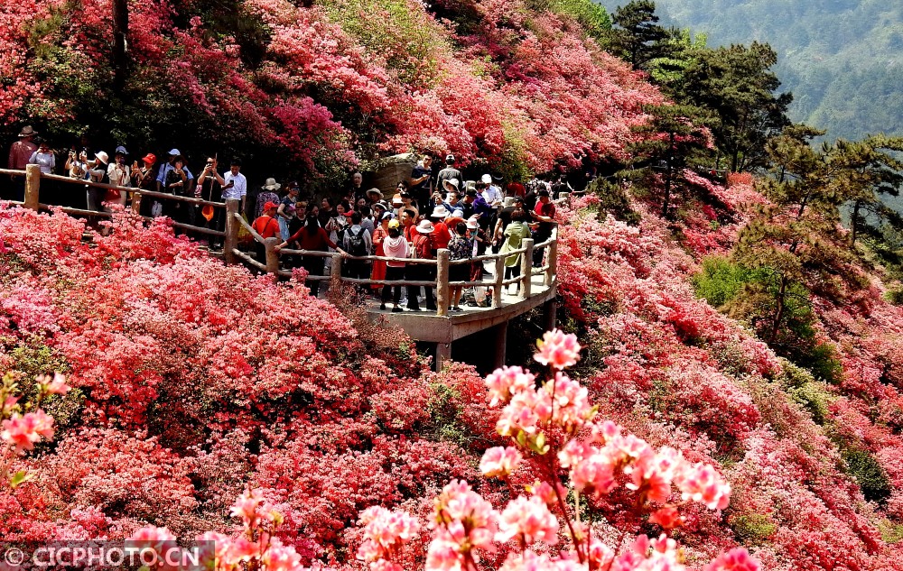 湖北武汉:杜鹃花开映山红