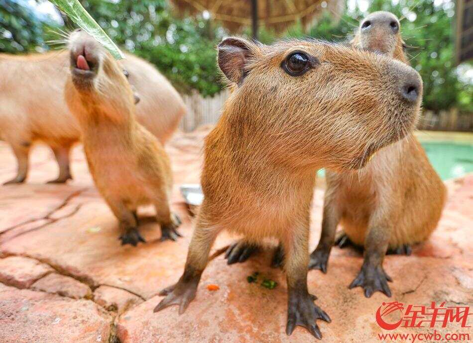 世界最大啮齿动物"水豚"亮相广东