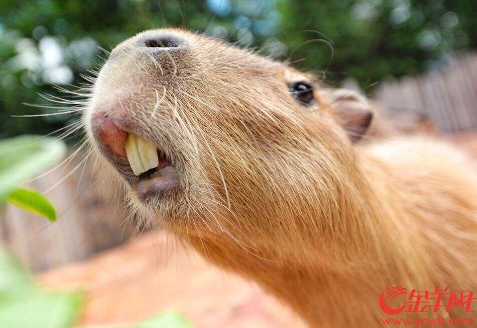 世界最大啮齿动物"水豚"亮相广东