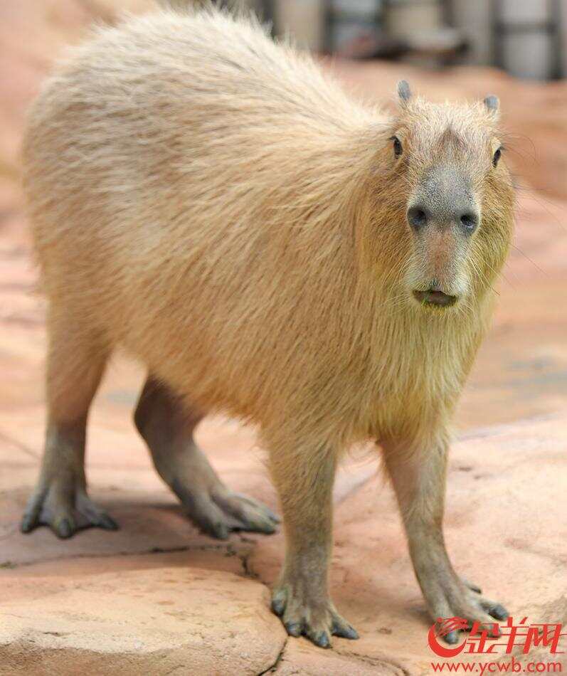 世界最大啮齿动物"水豚"亮相广东