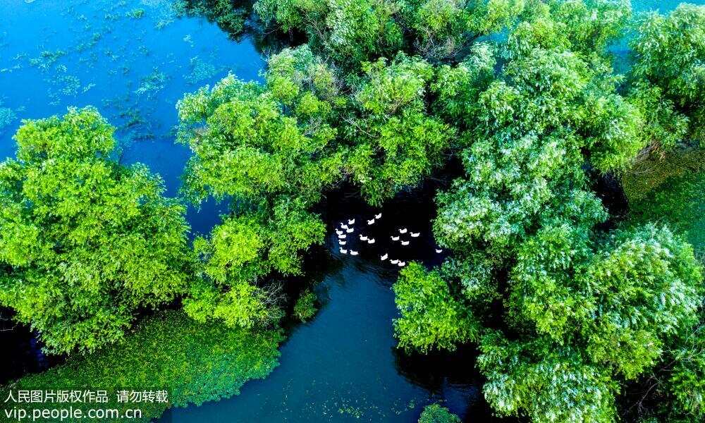 安徽省合肥市庐江县白湖湿地.(8月4日摄)