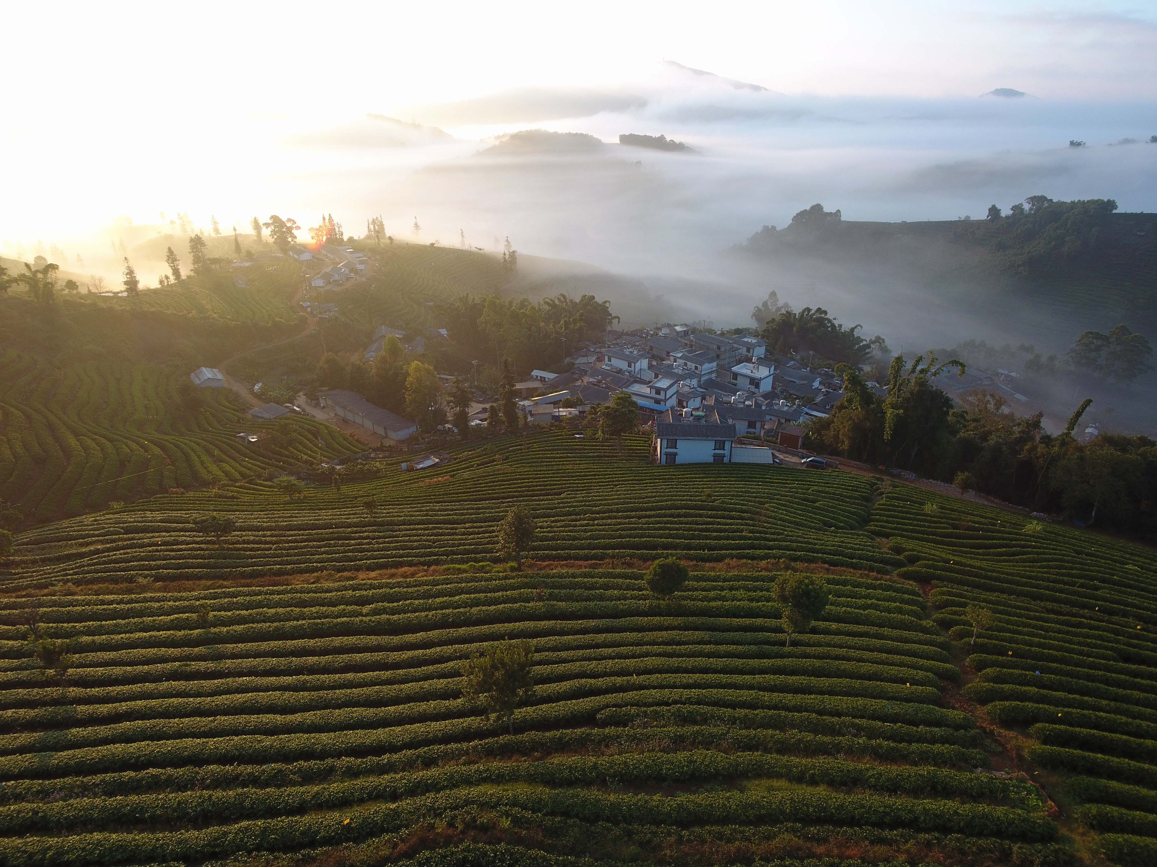 这是无人机拍摄的云南省普洱市思茅区永庆茶园云海景观(11月27日摄)