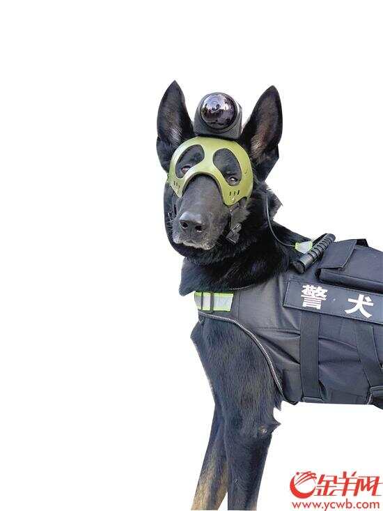 训练中,带犬民警会训练警犬识别"两卡"等电子产品上的特殊气味