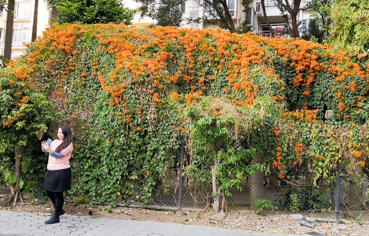 廣州:炮仗花繁花吐豔 喜迎新春佳節