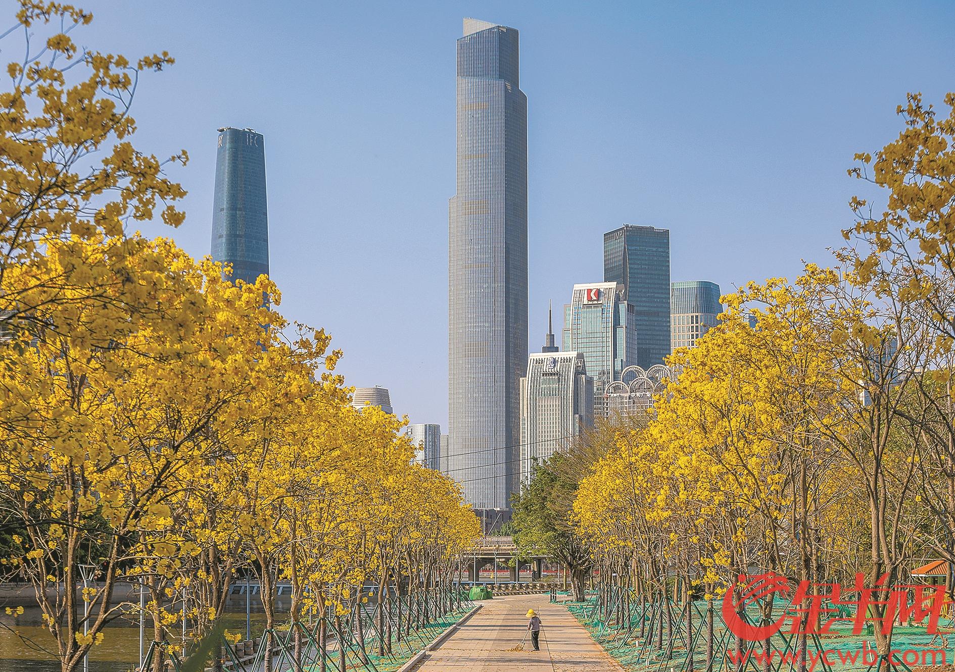 黄花风铃木花朵盛开广州此处似秋景