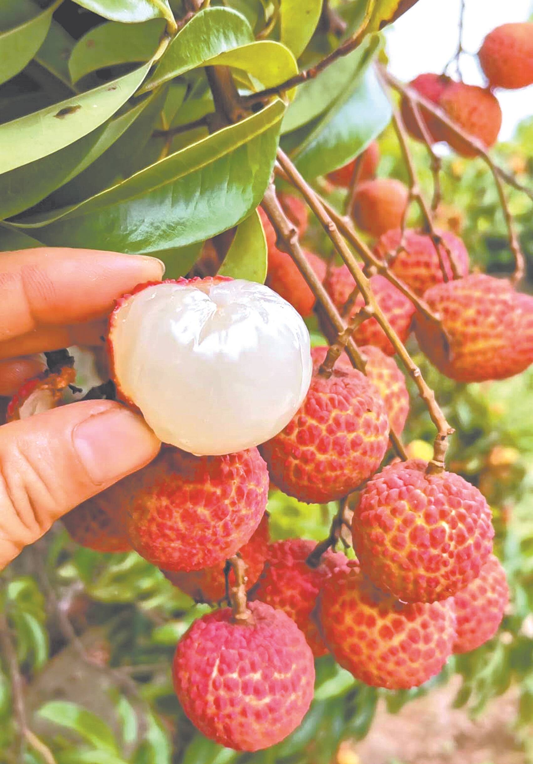 "中国十大荔枝品种"之一的"双肩玉荷包"(资料图)