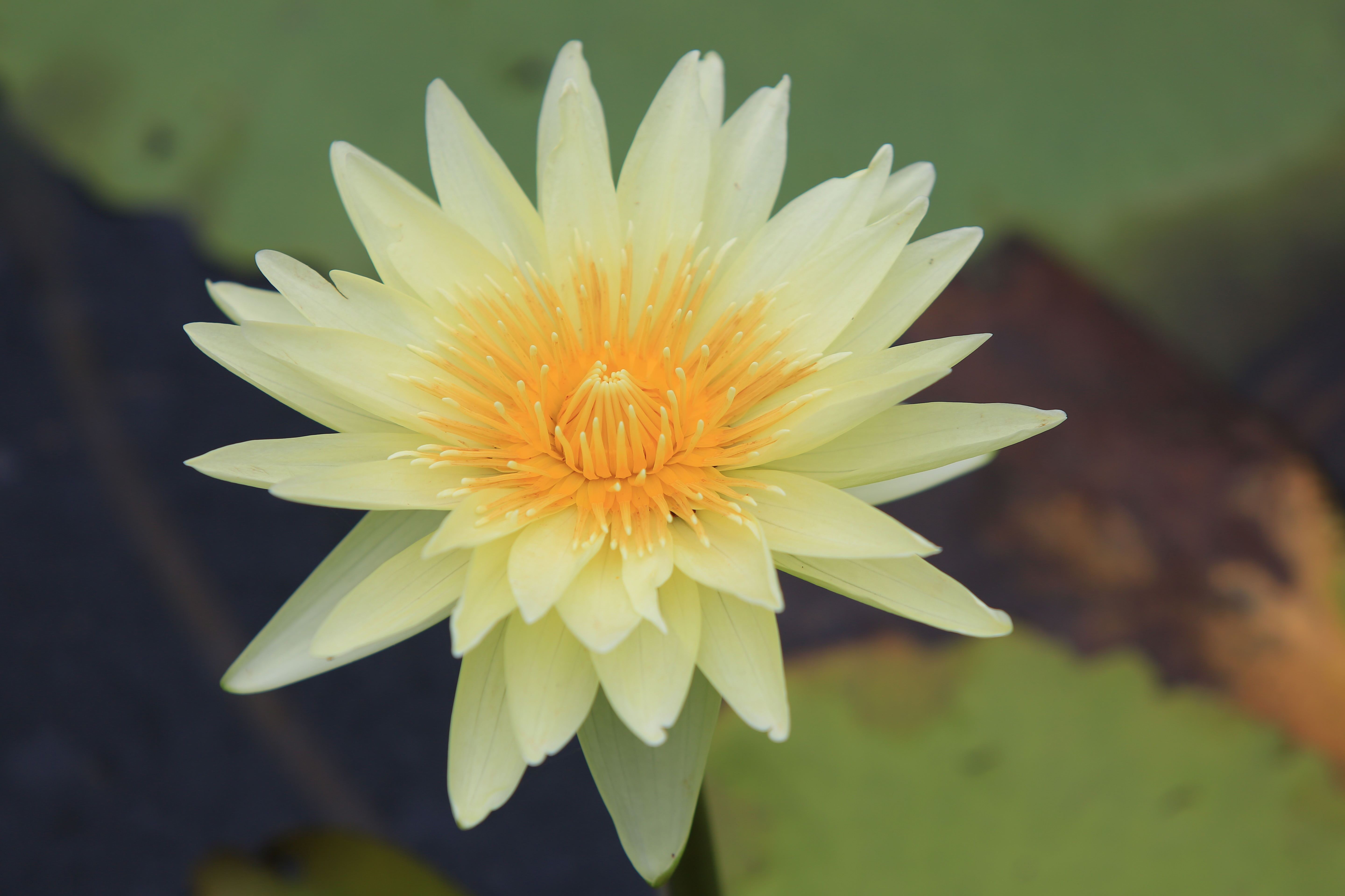 珠海斗门莲花开放婀娜多姿