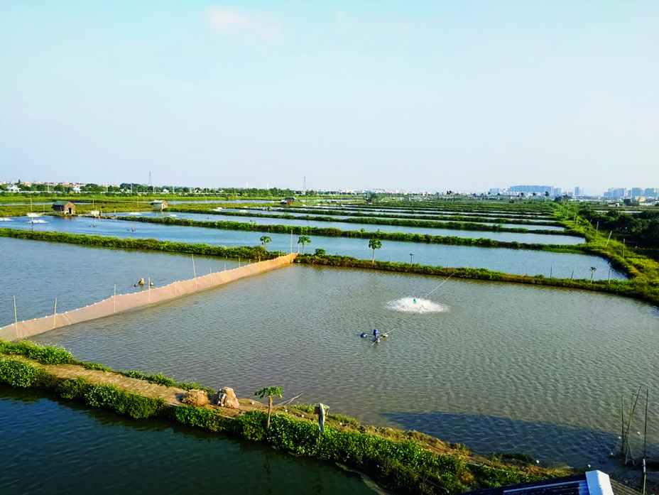 勝龍村脆肉鯇魚養殖基地(攝影:梁慧琳)勝龍村依託水資源豐富,魚塘連片