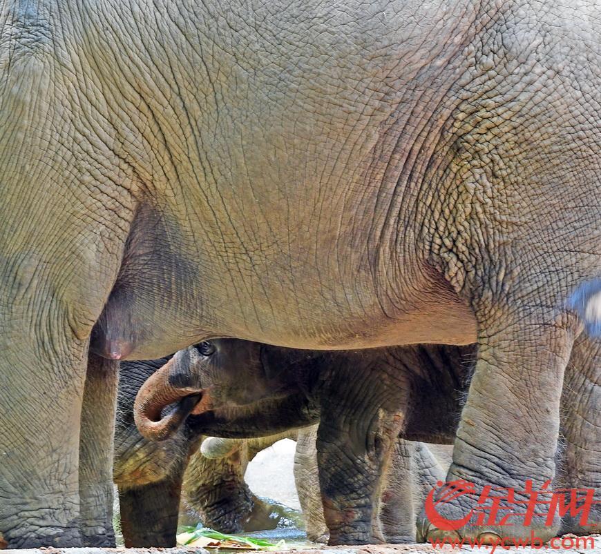 2021年8月12日是第10個世界大象日,廣州長隆野生動物世界舉辦在2020