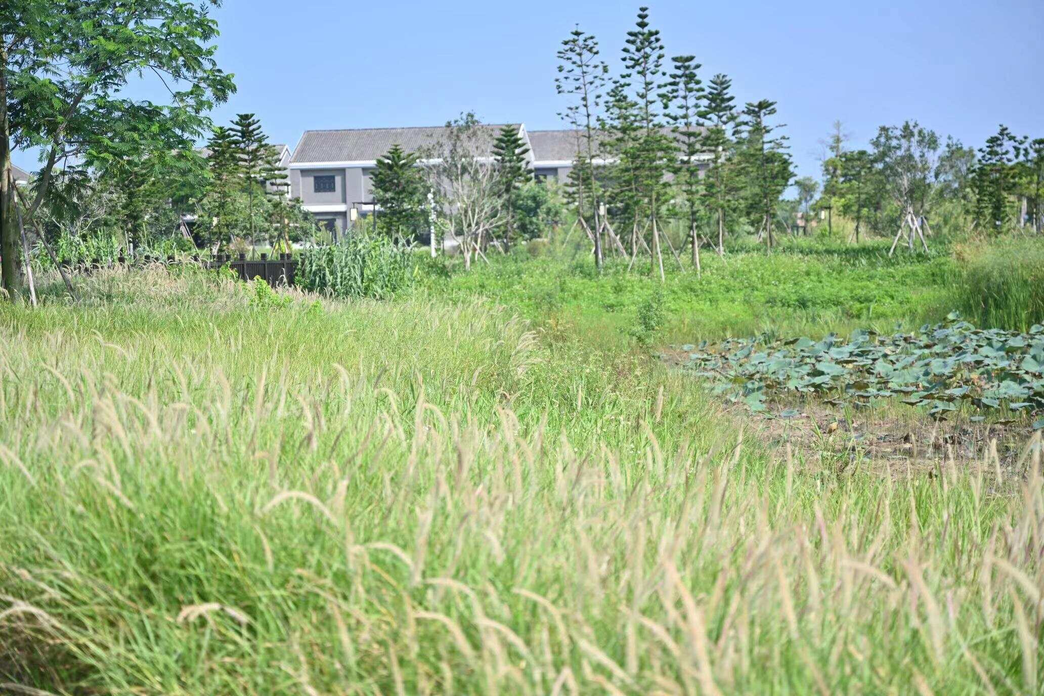 中山翠亨国家湿地公园开满狼尾草